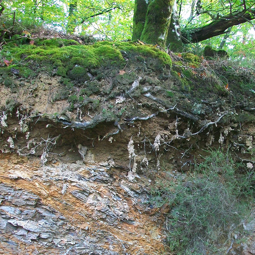 Raices de un arbol